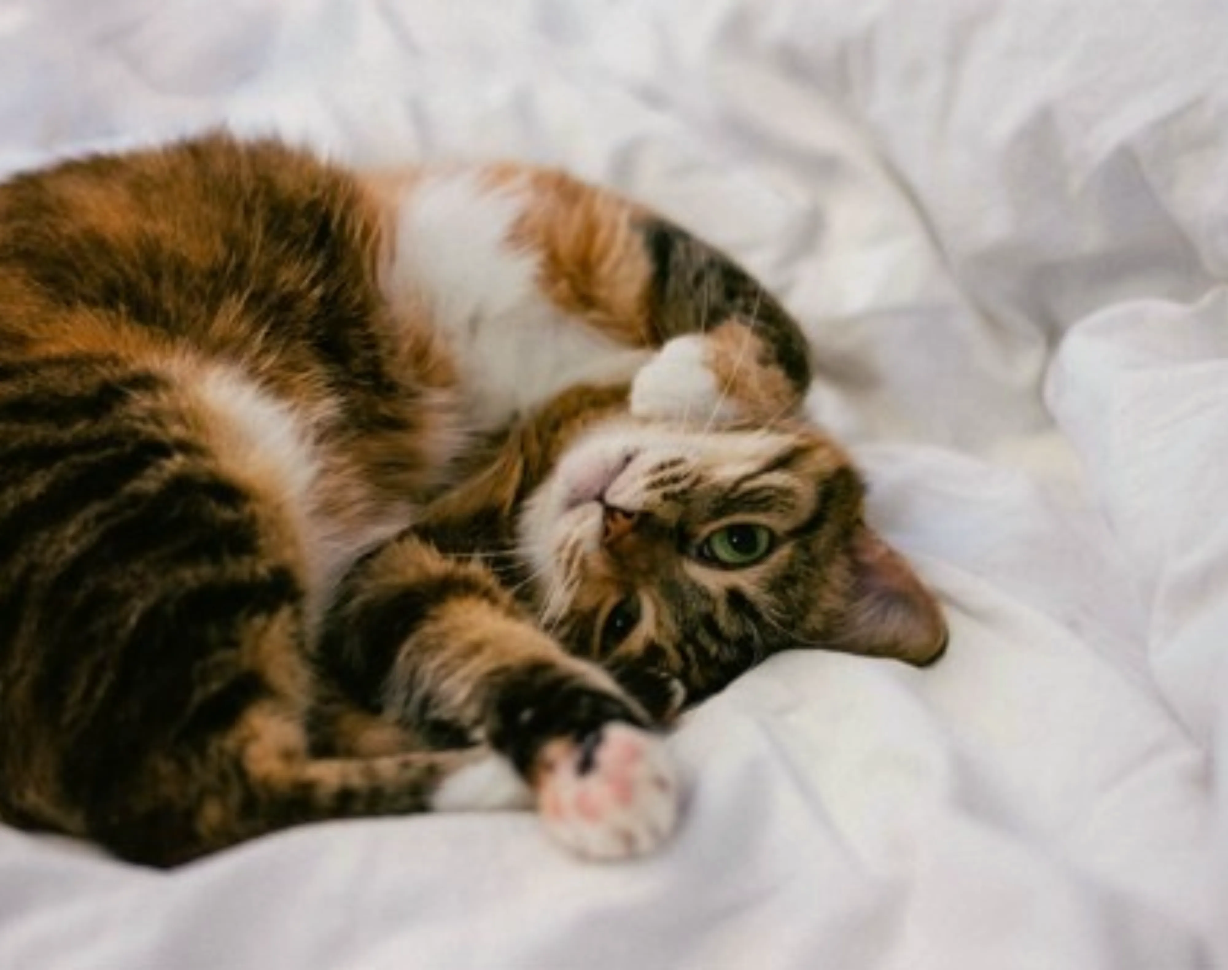 Chat sur un lit à Hôtels Gouverneur